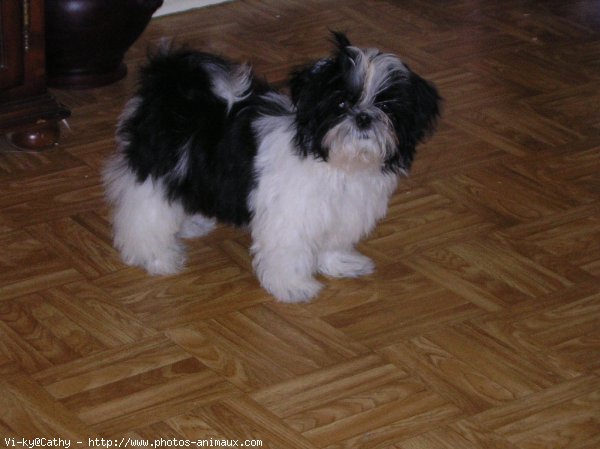 Photo de Shih tzu