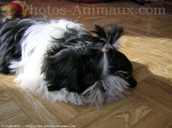 Photo de Shih tzu