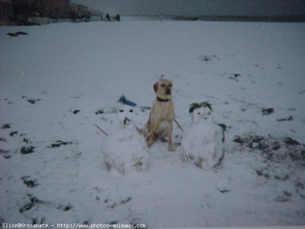 Photo de Labrador retriever