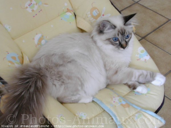 Photo de Sacr de birmanie