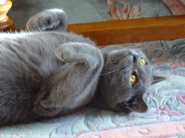 Photo de Chartreux