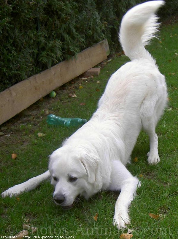 Photo de Chien de berger des tatras