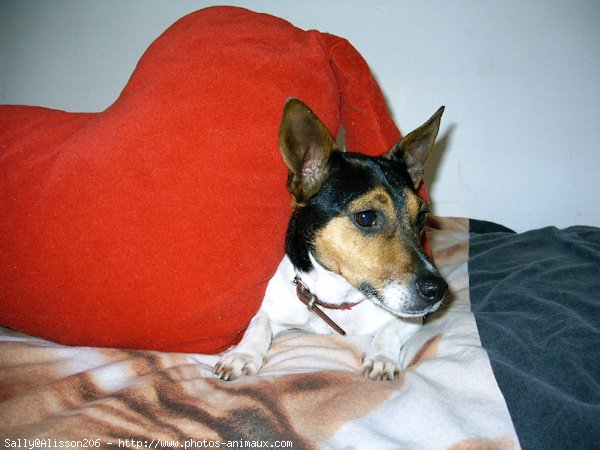 Photo de Jack russell terrier