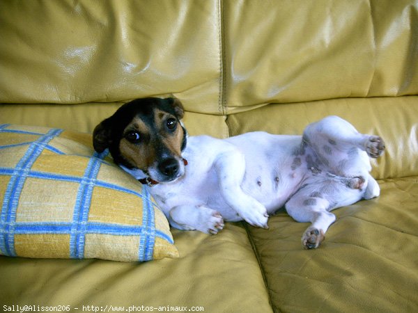 Photo de Jack russell terrier