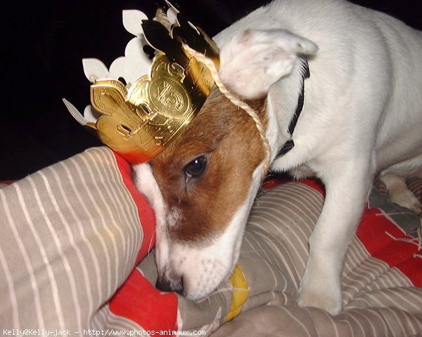 Photo de Jack russell terrier