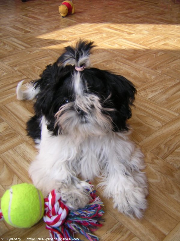 Photo de Shih tzu