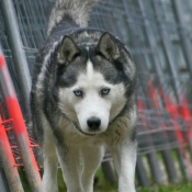 Photo de Husky siberien