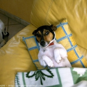 Photo de Jack russell terrier