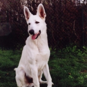 Photo de Berger blanc suisse