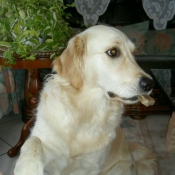 Photo de Golden retriever