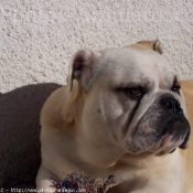 Photo de Bulldog