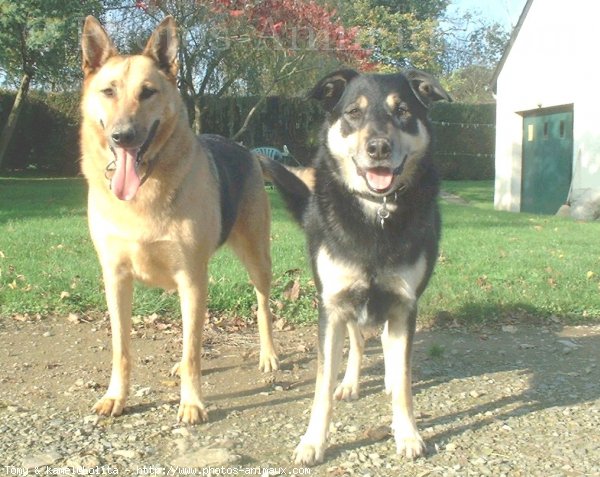 Photo de Races diffrentes