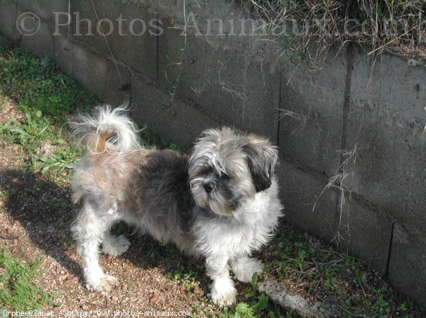 Photo de Shih tzu