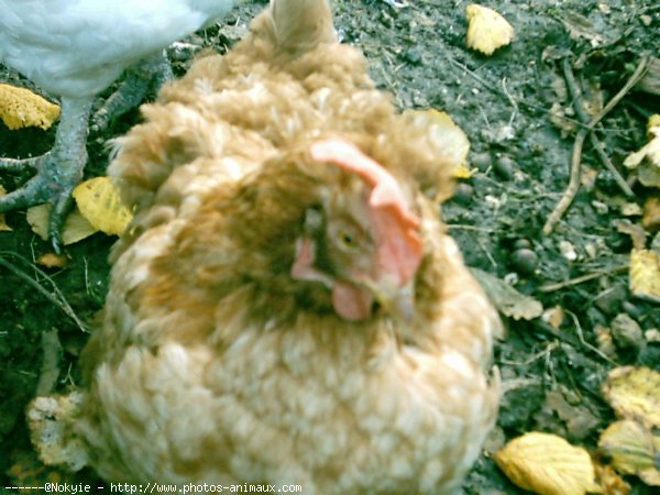 Photo de Poule