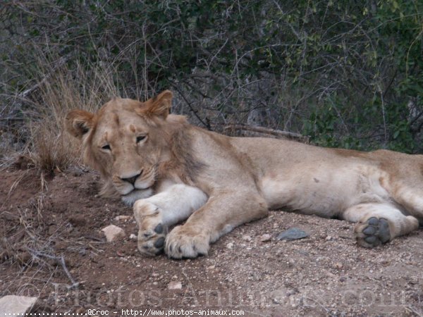 Photo de Lion