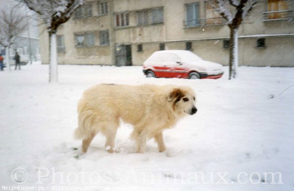 Photo de Chien de montagne des pyrnes