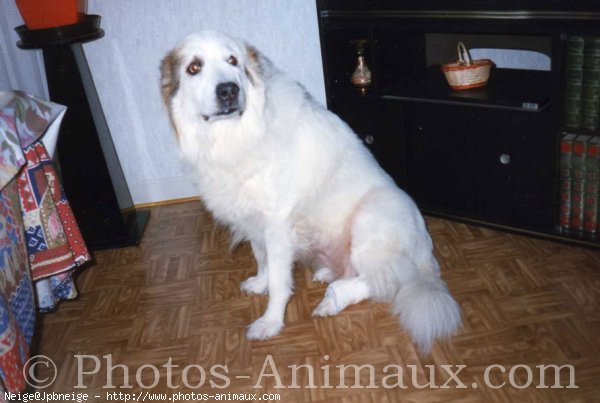 Photo de Chien de montagne des pyrnes