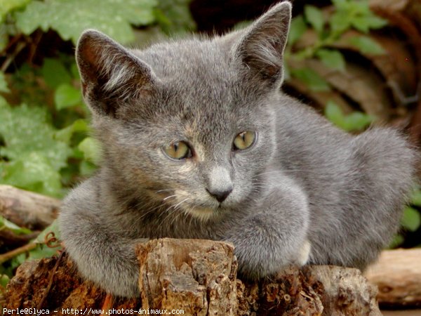 Photo de Chat domestique