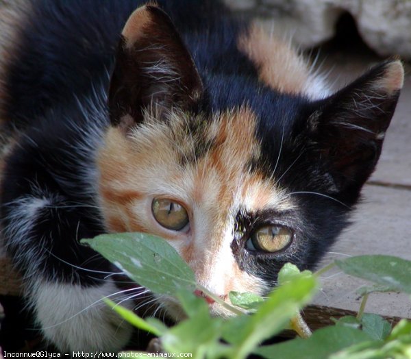 Photo de Chat domestique