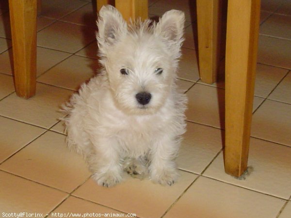 Photo de West highland white terrier