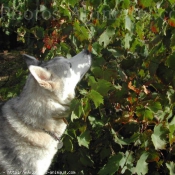 Photo de Husky siberien