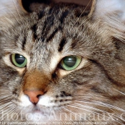 Photo d'American curl poil long