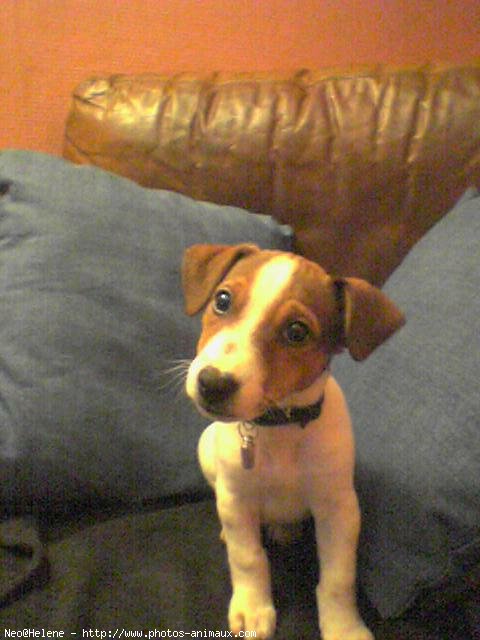 Photo de Jack russell terrier