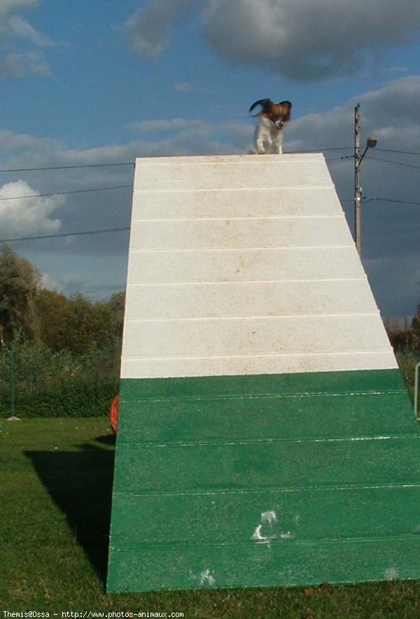 Photo d'Epagneul nain papillon