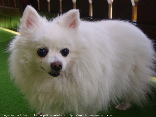 Photo de Spitz moyen