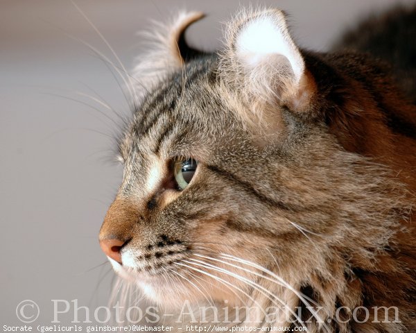 Photo d'American curl poil long