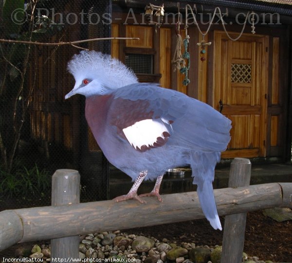 Photo de Pigeon