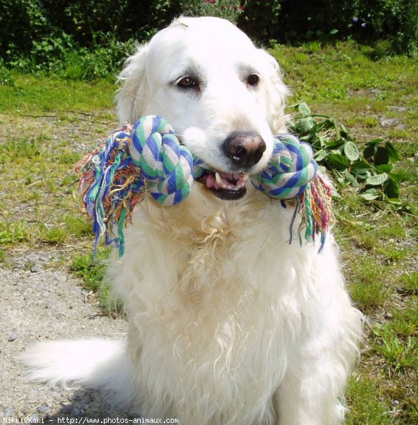 Photo de Golden retriever