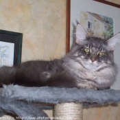 Photo de Maine coon