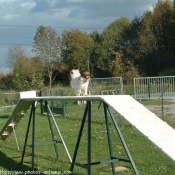 Photo d'Epagneul nain papillon