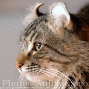 Photo d'American curl poil long