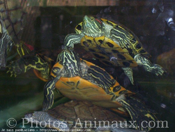 Photo de Tortue