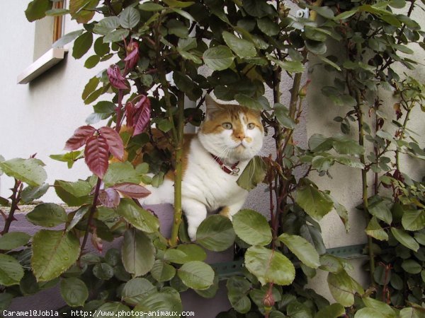 Photo d'European shorthair