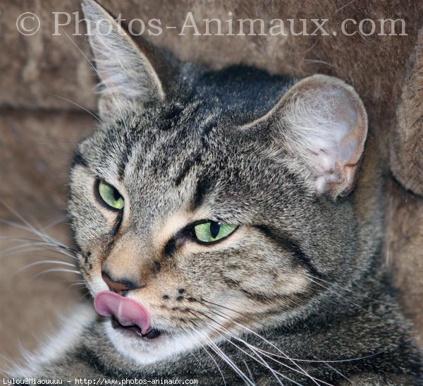 Photo de Chat domestique