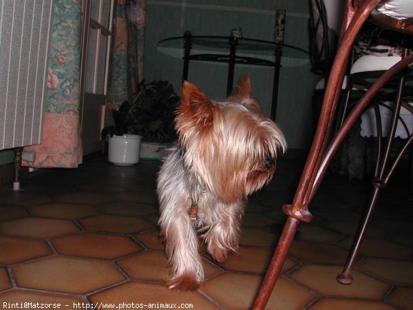 Photo de Yorkshire terrier