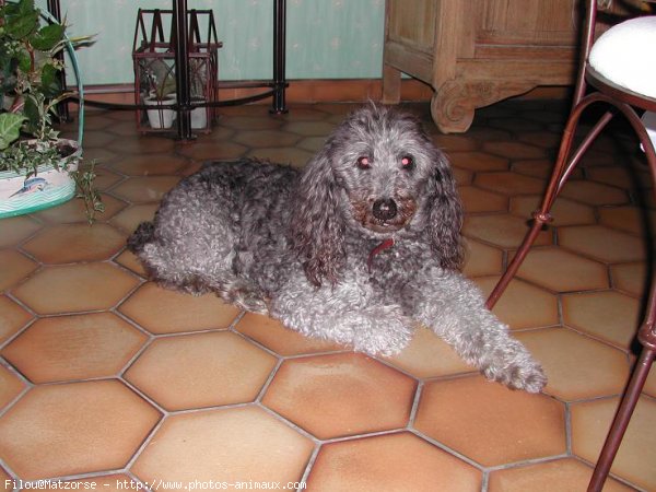 Photo de Caniche moyen