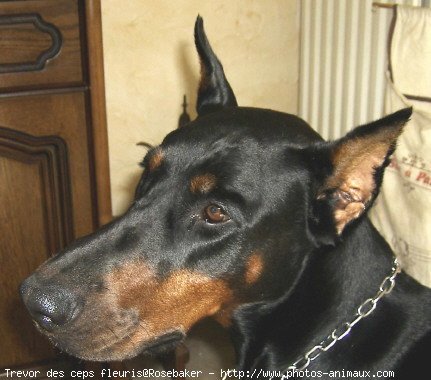 Photo de Dobermann