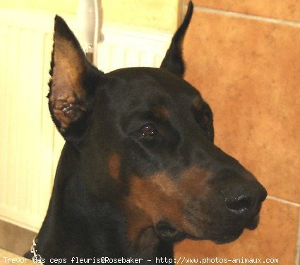 Photo de Dobermann