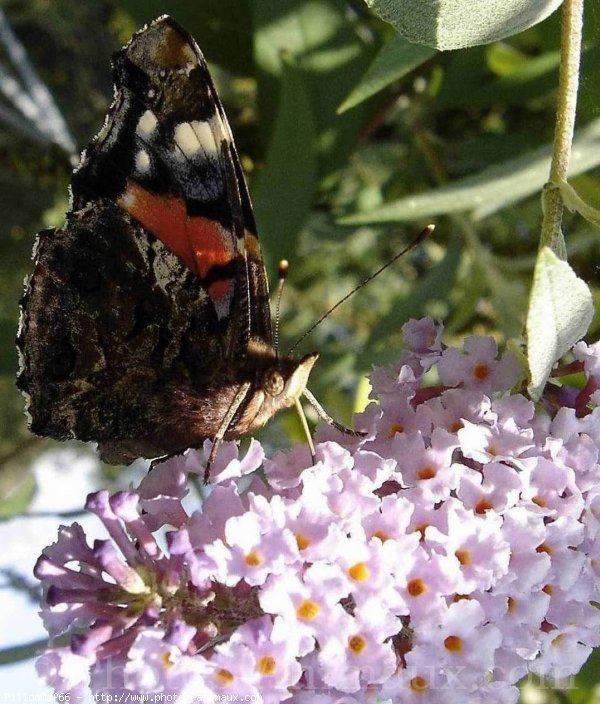 Photo de Papillon