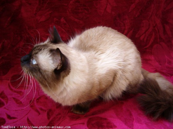 Photo de Sacr de birmanie