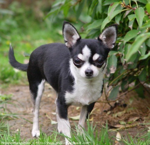 Photo de Chihuahua  poil court