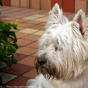 Photo de West highland white terrier