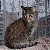 Photo d'Ocicat