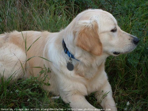 Photo de Golden retriever