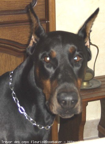 Photo de Dobermann