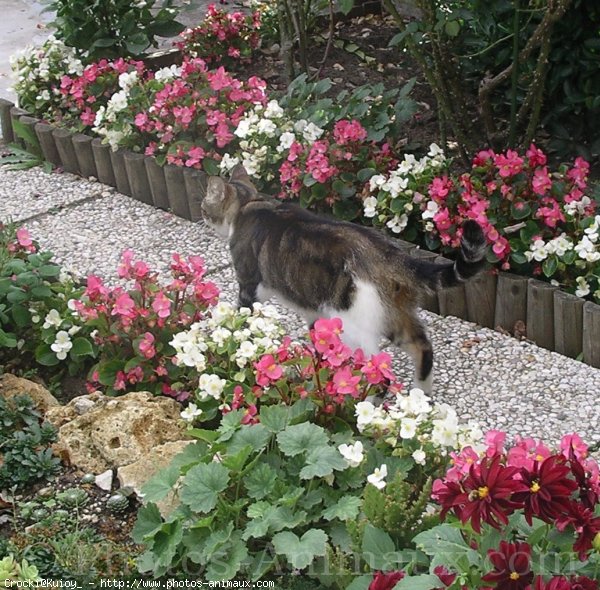 Photo de Chat domestique